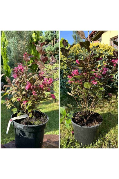 Вейгела квiтуча Мiнор Блек